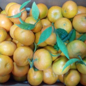 Caja de mandarinas Clemenules
