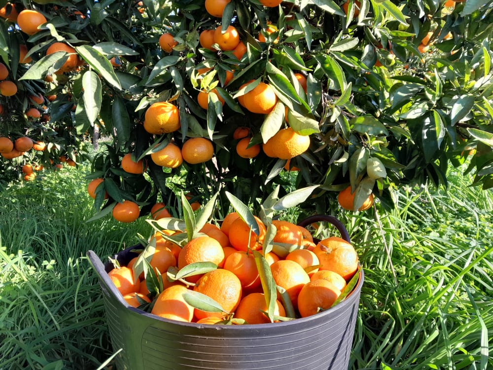Clemenules la mejor mandarina clementina del mundo