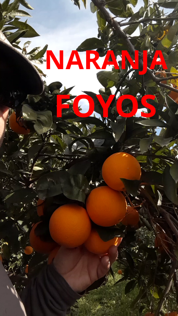 Naranjas Navel Foyos lo mejor de Valencia