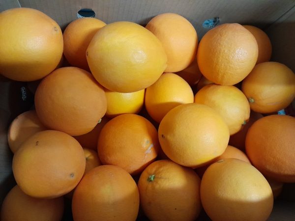 Naranjas Navel Foyos