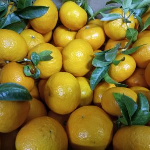 Clementinas de Primavera sin freno y de valencia