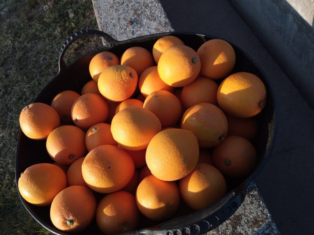 Navelate, la mejor naranja del mundo