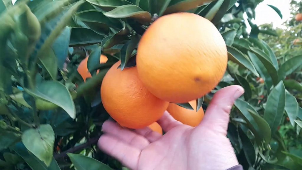 Navelate, la mejor naranja del mundo en el árbol.
